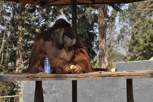 春节长假后动物患上“节后综合症”（图）