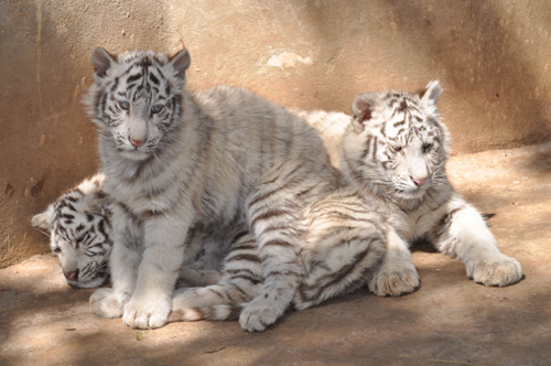 春节长假后动物患上“节后综合症”（图）