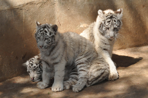 春节长假后动物患上“节后综合症”（图）