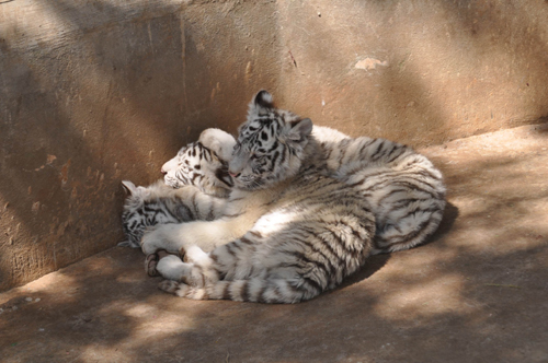春节长假后动物患上“节后综合症”（图）