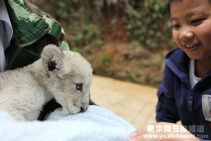 云南首次成功人工繁殖白狮