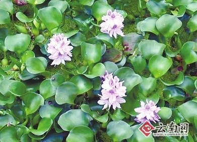 科技进步对昆明经济贡献率今年有望达55%