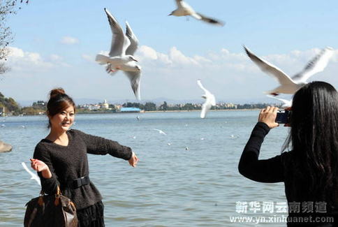 昆明：与鸥同乐