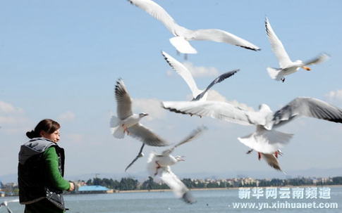 昆明：与鸥同乐