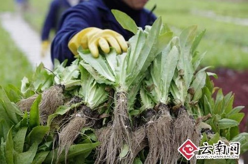 蔬菜水上漂+600亩水上蔬菜基地现身昆明滇池