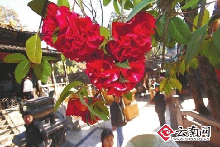 春节期间昆明15景点“春节大餐”等你选（图）