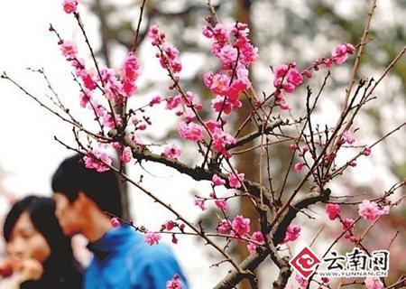 春节期间昆明15景点“春节大餐”等你选（图）