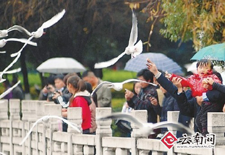 春节期间昆明15景点“春节大餐”等你选（图）