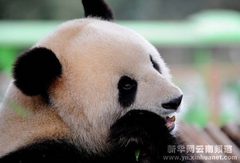动物迎新春