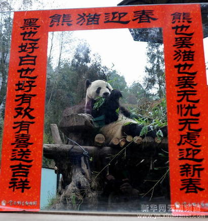 动物迎新春