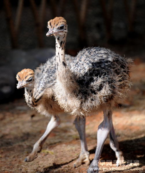 动物们的“情人节”[组图]