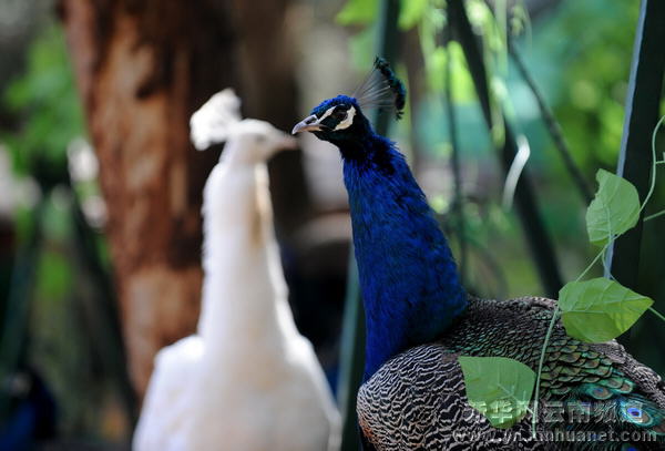 动物们的“情人节”[组图]