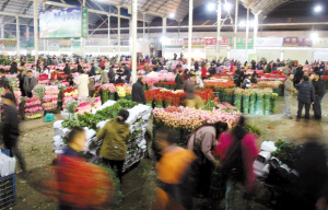 从昆明到青岛 斗南玫瑰情人节之旅
