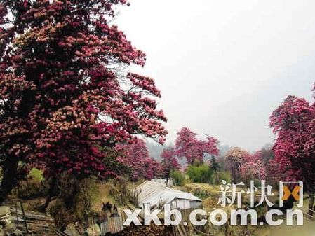 2011上班族年假大计划 让旅行再幸福一点