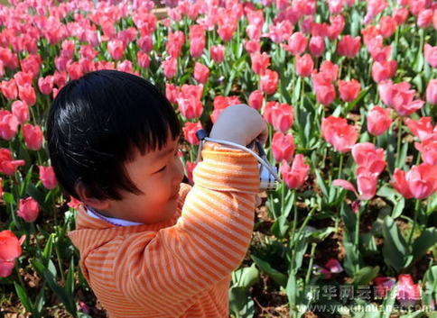 郁金香醉游人