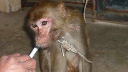 生病猕猴被遗弃在派出所外野生动物园全力救治