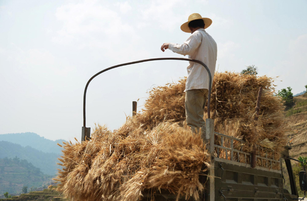 云南南涧农民开镰抢收小麦
