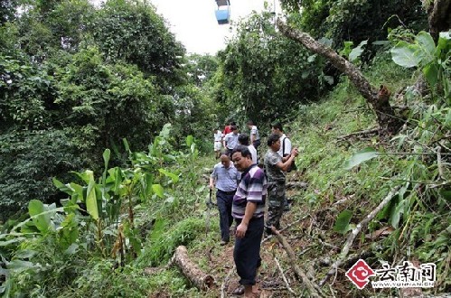 西双版纳野象谷景区老树砸向索道 致缆车游客1死3伤