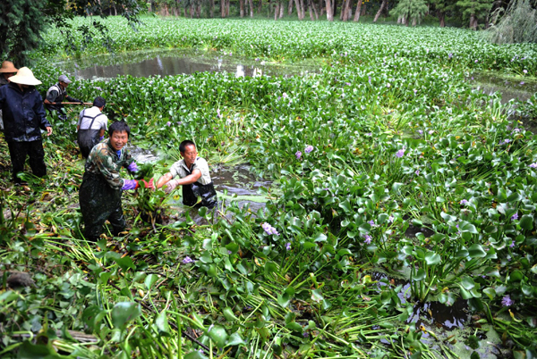 昆明陆续打捞滇池圈养水葫芦