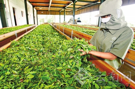 云南春茶量增价涨 茶农春茶总收入达25.96亿元