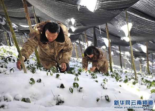低温冻害致云南560多万亩农作物受灾