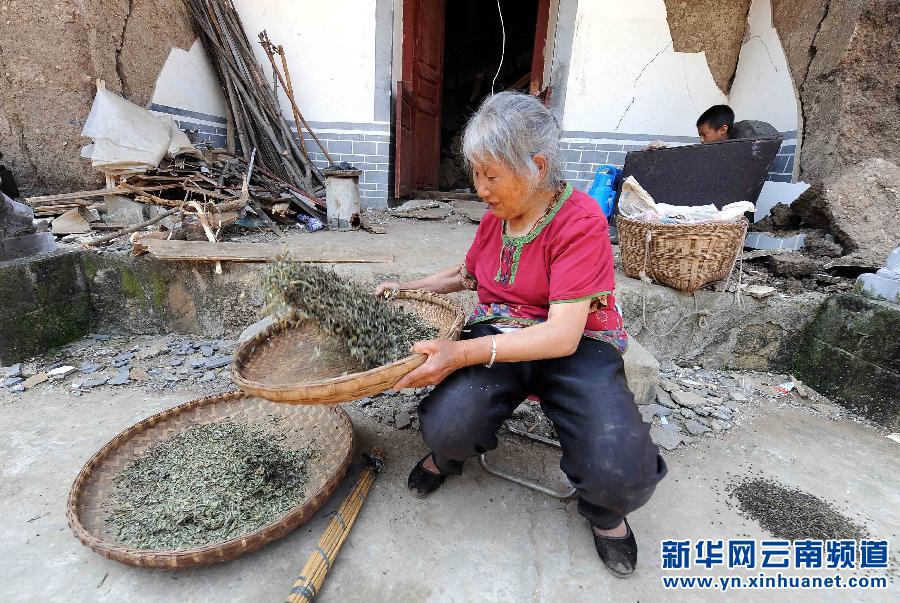 鲁甸地震灾区群众抢收花椒