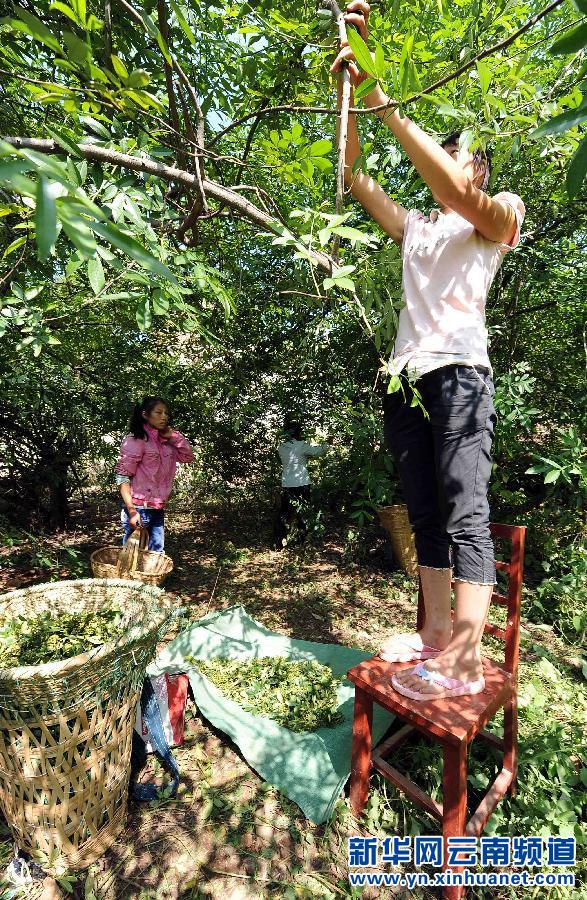 鲁甸地震灾区群众抢收花椒