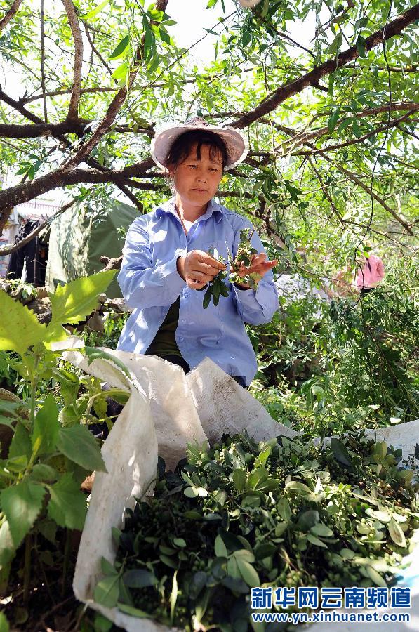 鲁甸地震灾区群众抢收花椒