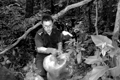 野生象遭砍头取牙版纳悬赏4万缉凶