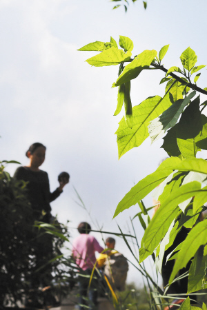 “毒花”曼陀罗昆明翠湖招摇无警示牌 误嗅误食有危险