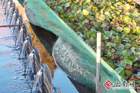 滇池治理：热点中的冷思考