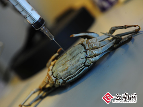 网传昆明有“注水螃蟹”？记者实验注水5分钟即死
