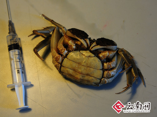 网传昆明有“注水螃蟹”？记者实验注水5分钟即死