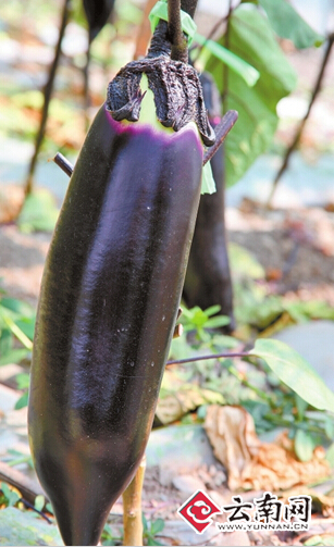 昆明东川打造航天科工特色蔬菜品牌 去东川吃太空菜