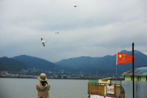 近千只红嘴鸥飞临大坝不敢接近人 有许多幼鸟是首次到昆