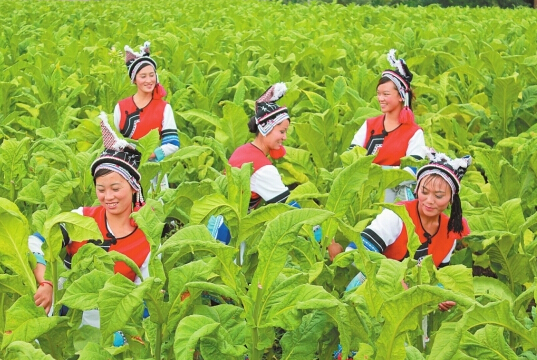 云南省委组织部真情帮扶剑川脱贫致富