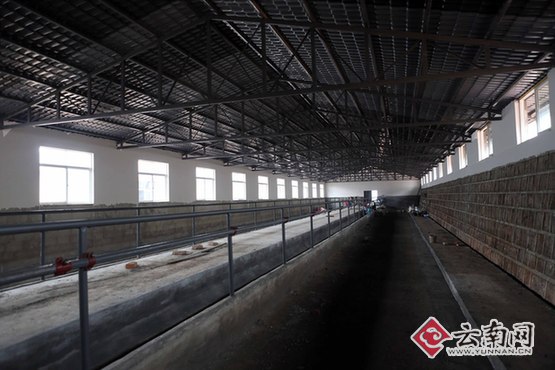 建好牛棚坐等牛入圈 云南新平县新甸村牛养殖项目即将投产