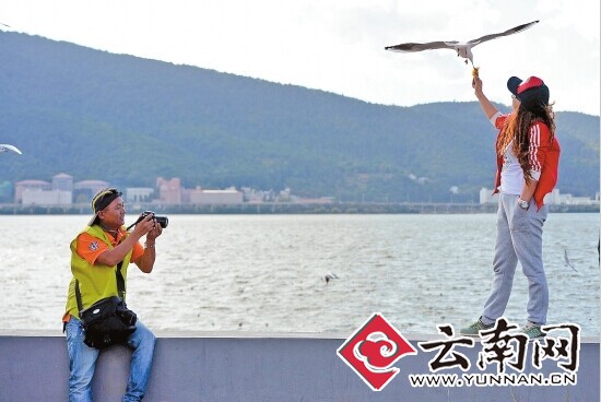 草海大坝65名摄影师上岗两分钟搞定“掌上海鸥”照