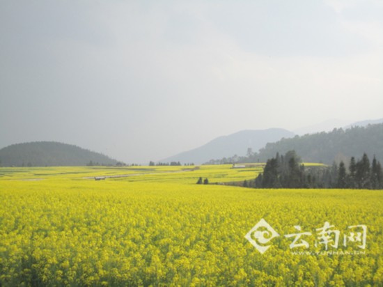 腾冲万亩油菜花景观入选中国美丽田园