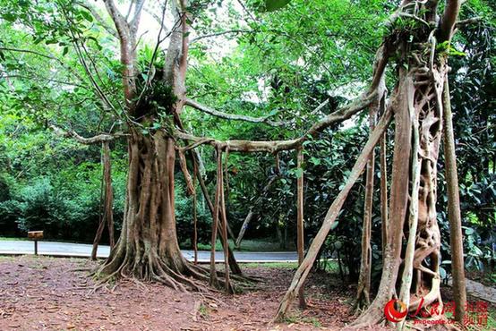 中国最大植物园初冬时节树木葱郁 花红似火【高清组图】