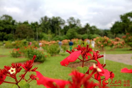 中国最大植物园初冬时节树木葱郁 花红似火【高清组图】