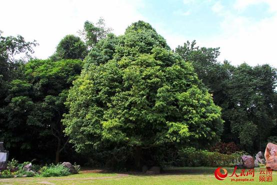 中国最大植物园初冬时节树木葱郁 花红似火【高清组图】