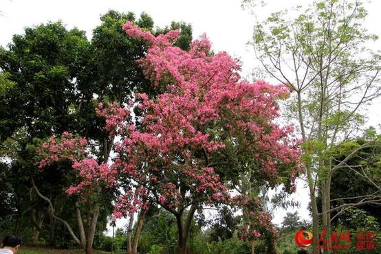 中国最大植物园初冬时节树木葱郁 花红似火【高清组图】