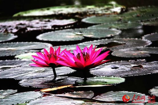 中国最大植物园初冬时节树木葱郁 花红似火【高清组图】