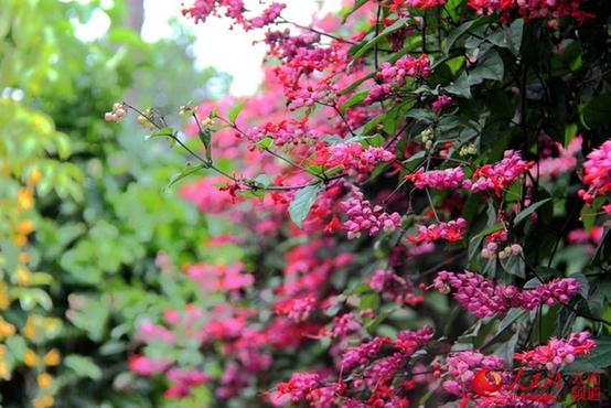 中国最大植物园初冬时节树木葱郁 花红似火【高清组图】