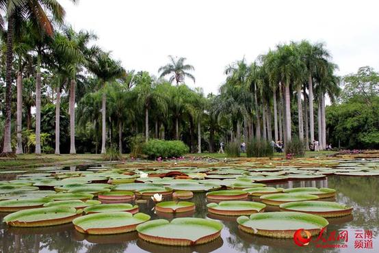 中国最大植物园初冬时节树木葱郁 花红似火【高清组图】