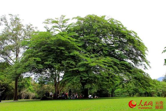 中国最大植物园初冬时节树木葱郁 花红似火【高清组图】