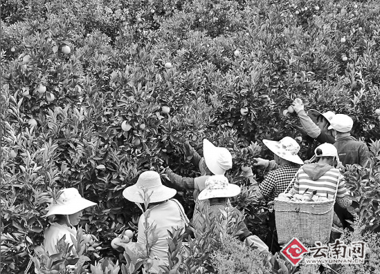 宾川柑桔告急！多数桔农大规模砍树改种葡萄