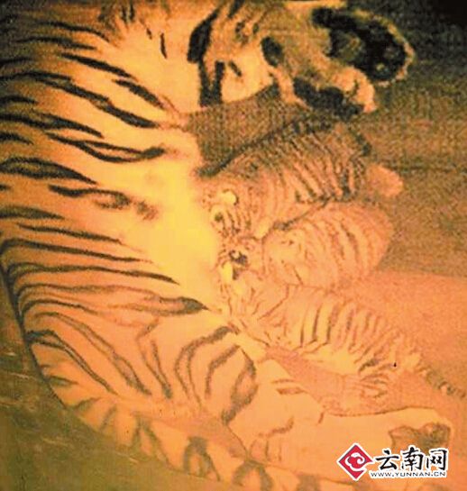 云南野生动物园一只东北虎一胎生下5个崽 工作人员称罕见