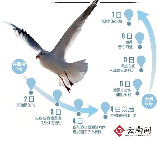 GPS追踪器显示滇池水域是海鸥在昆活动大本营